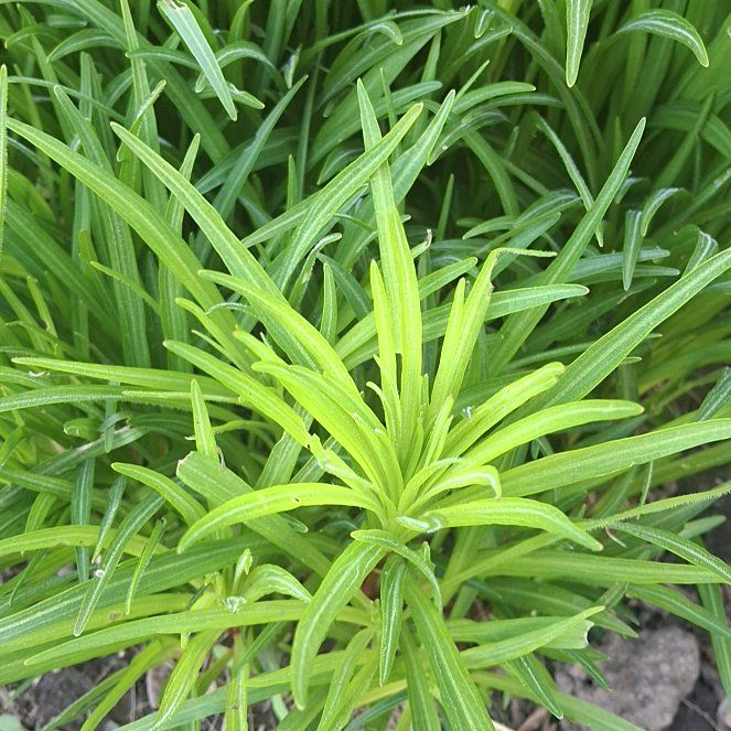 Photo of the plant species Onion Weed by @ManyKaro named Spike Leaves on Greg, the plant care app