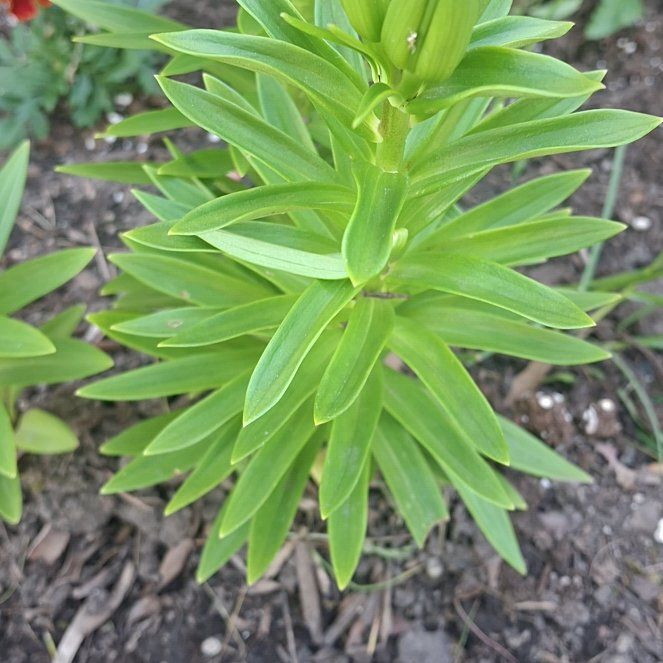 Photo of the plant species Orange Lily by @ManyKaro named Queen on Greg, the plant care app
