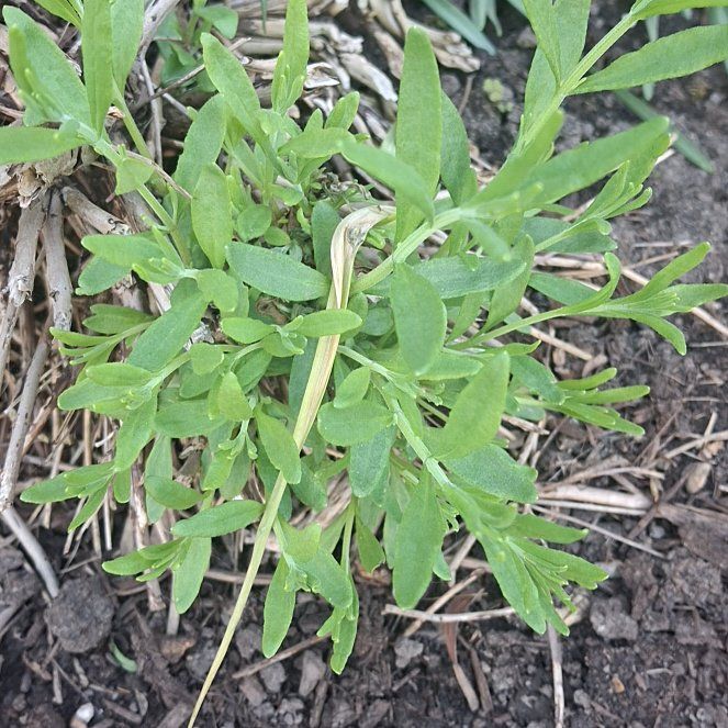 Photo of the plant species Sea Fennel by @ManyKaro named Luna on Greg, the plant care app