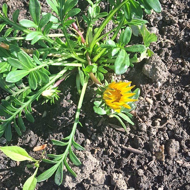 Photo of the plant species Treasureflower by @ManyKaro named Foxxy on Greg, the plant care app