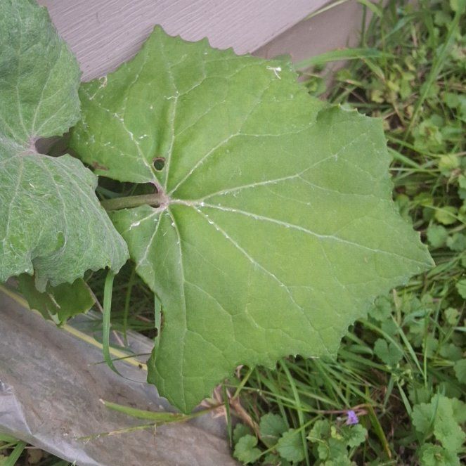 Photo of the plant species Coltsfoot by @ManyKaro named Sanders on Greg, the plant care app