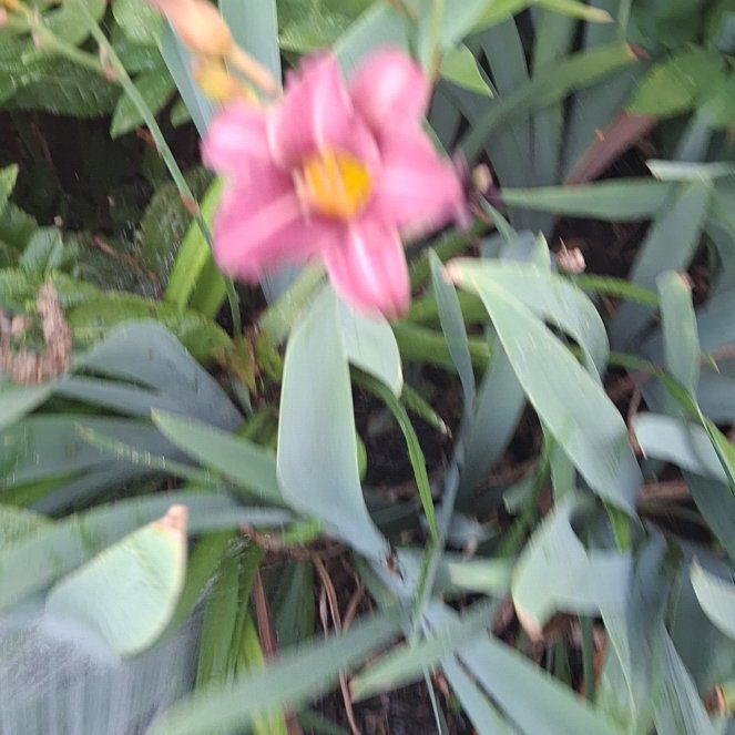 Photo of the plant species Garden Tulip by @ManyKaro named LiloStitch on Greg, the plant care app