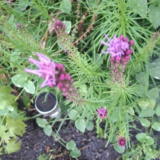 Photo of the plant species Dense Blazing Star by @ManyKaro named Girlfrond on Greg, the plant care app