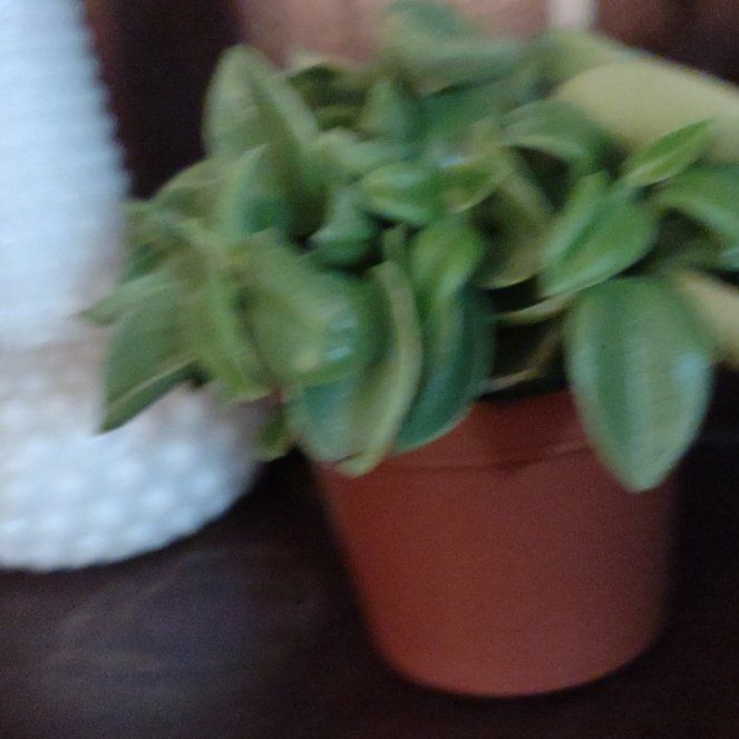 Photo of the plant species pixie peperomia orba by @GleefulCentro named Sprite on Greg, the plant care app