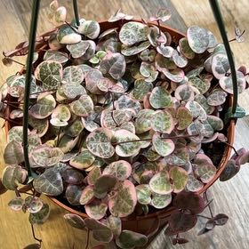 Photo of the plant species variegated string of hearts by @Stepy named Osmo on Greg, the plant care app