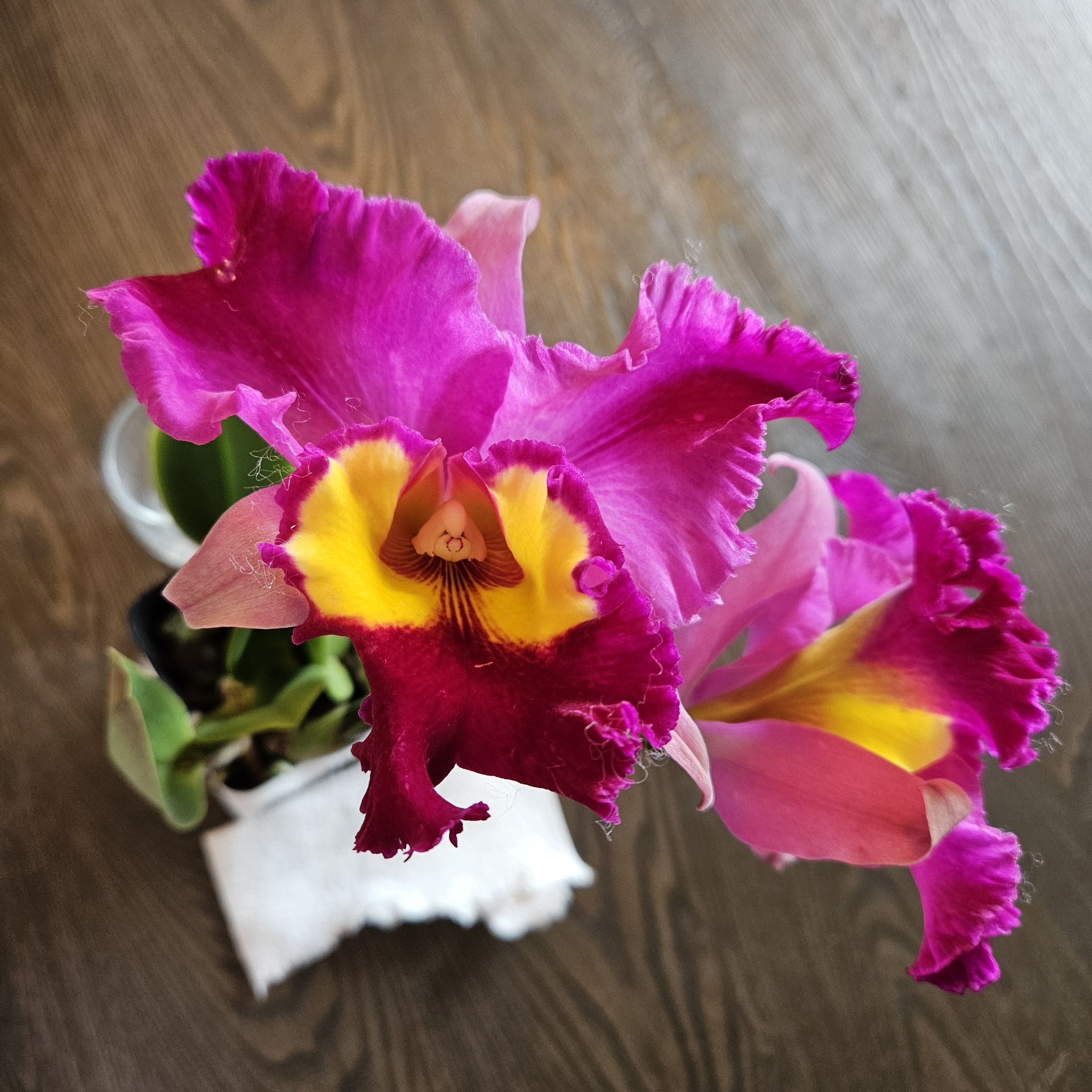 Vibrant Cattleya Orchid with bright pink and yellow flowers, well-framed and healthy.