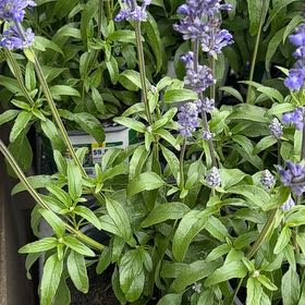 Photo of the plant species Mealycup Sage by @MellowRedpagoda named Bieber on Greg, the plant care app