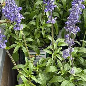 Photo of the plant species Mealycup Sage by @MellowRedpagoda named Naomi on Greg, the plant care app