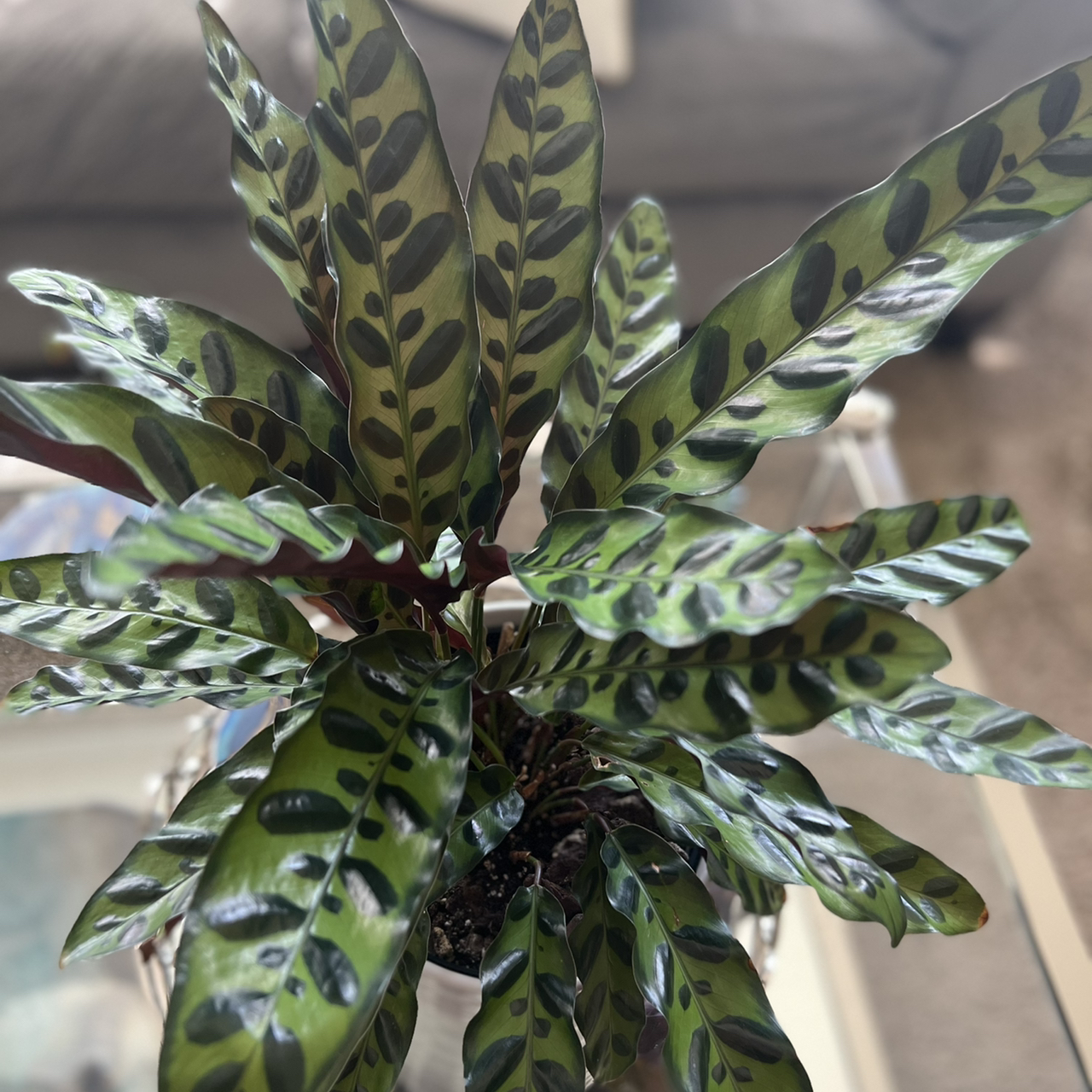 Rattlesnake Plant with vibrant green leaves and dark markings, appears healthy.