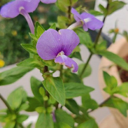 Photo of the plant species Philippine Violet by @BigWaterawlwort named Huckleberry Fern on Greg, the plant care app