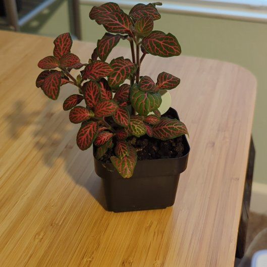 Photo of the plant species Nerve Plant by @ClassicVaseyoak named Nadine on Greg, the plant care app