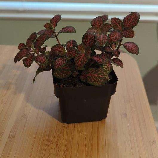 Photo of the plant species Nerve Plant by @ClassicVaseyoak named Nora on Greg, the plant care app