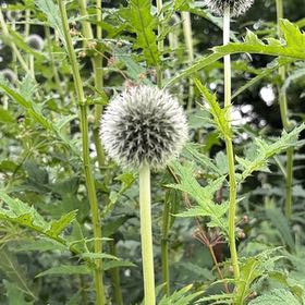 Photo of the plant species Cutleaf Teasel by @UnflaggingOkra named Gaga on Greg, the plant care app
