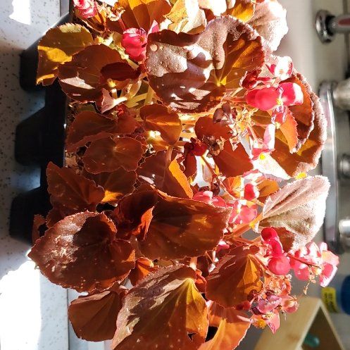 Photo of the plant species Cocktail Vodka Wax Begonia by @DevilsIvy named Charlotte on Greg, the plant care app