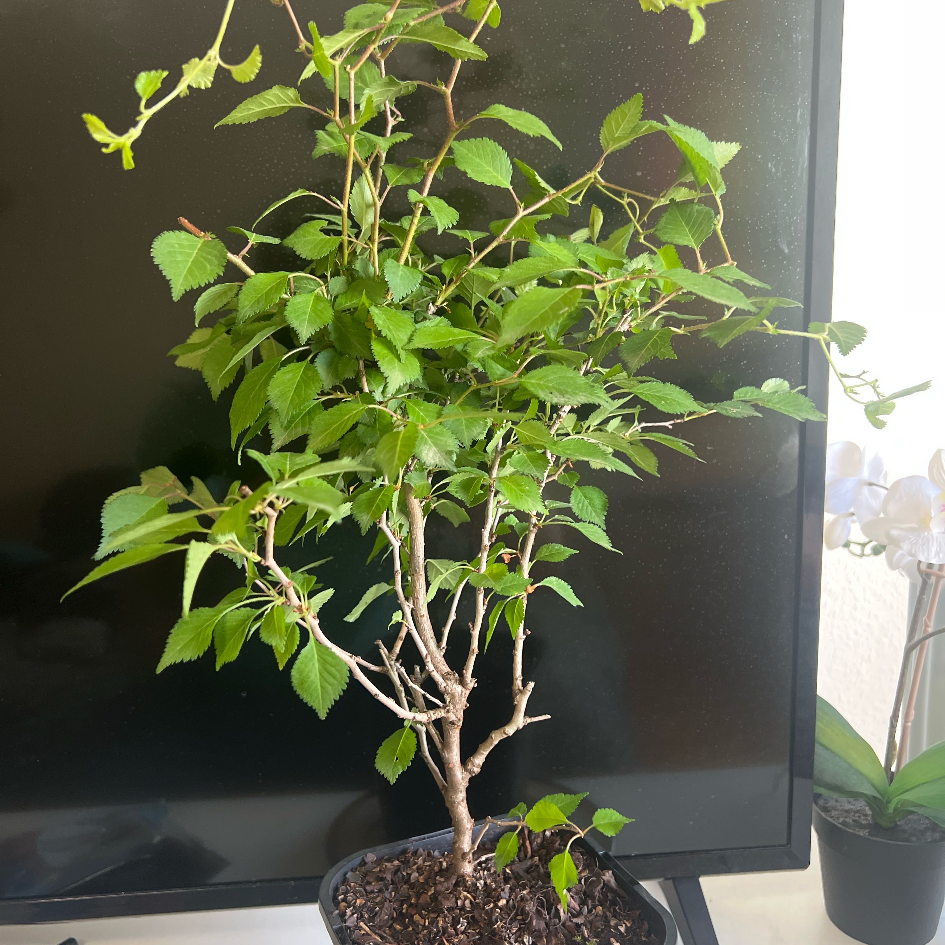 Photo of the plant species Flowering Cherry by @ZanyBlackgrass named Madonna on Greg, the plant care app