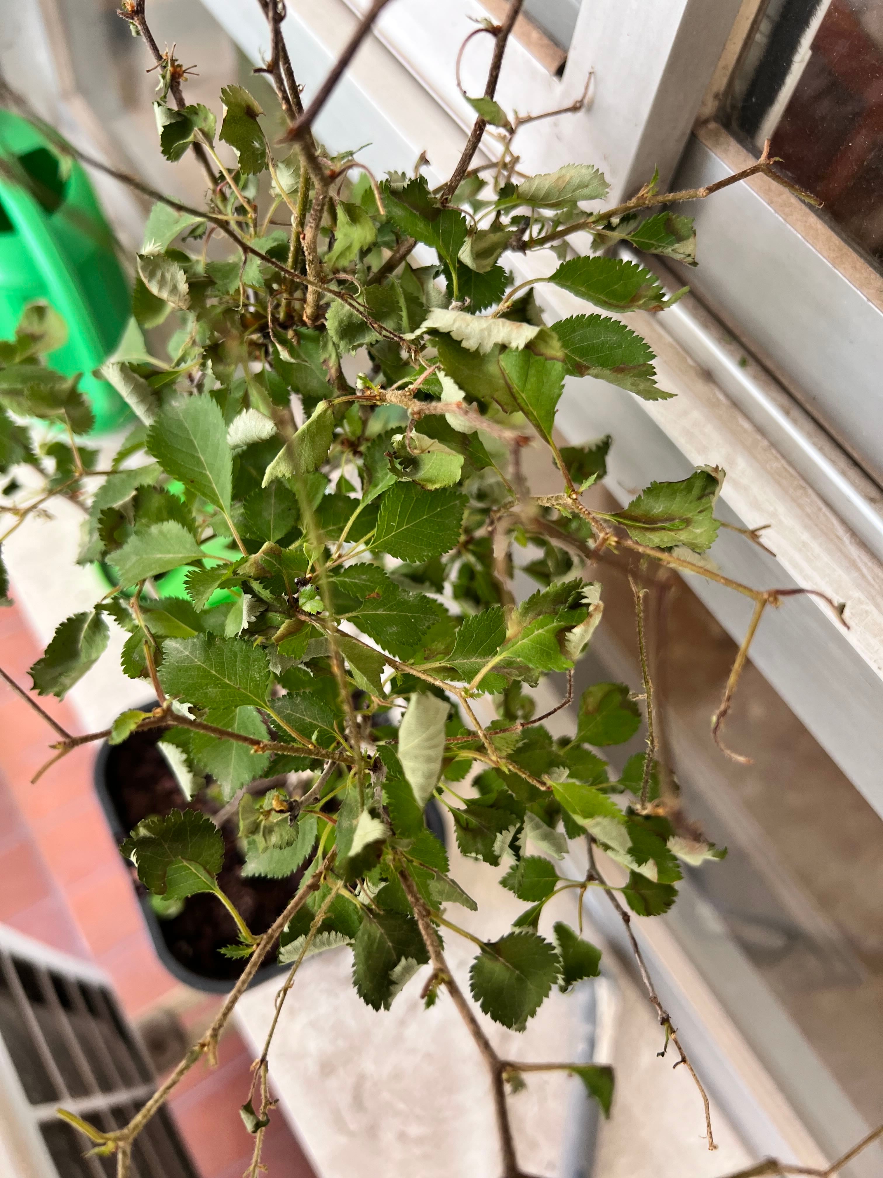 🍑 Apricot Hardiness Zones 5a8a