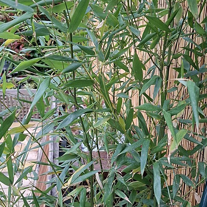 Photo of the plant species Fargesia Bamboo by @UniqueSugarpine named Messi on Greg, the plant care app
