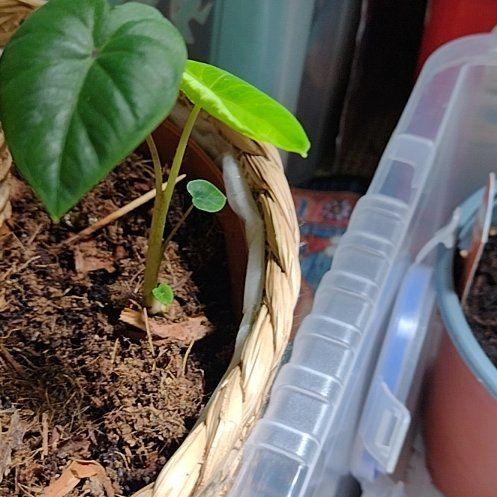 Photo of the plant species Red Stem Taro by @BabyOrangezest named Baby colocasia on Greg, the plant care app