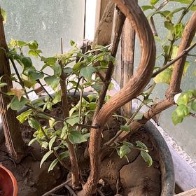 Photo of the plant species Hawaiian baby woodrose by @NovelRiberry75 named Orlando Bloom on Greg, the plant care app