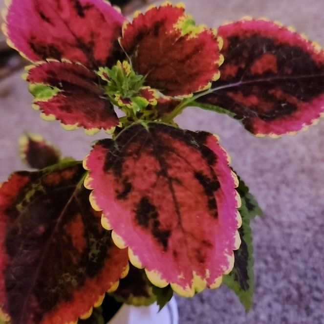 Photo of the plant species Coleus 'Wizard Scarlet' by @BestHenschicks named Tree Diddy on Greg, the plant care app