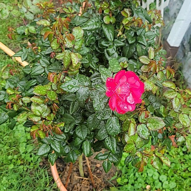 Photo of the plant species Joseph's Coat Rose by @AliveGreenbeans named Rose on Greg, the plant care app