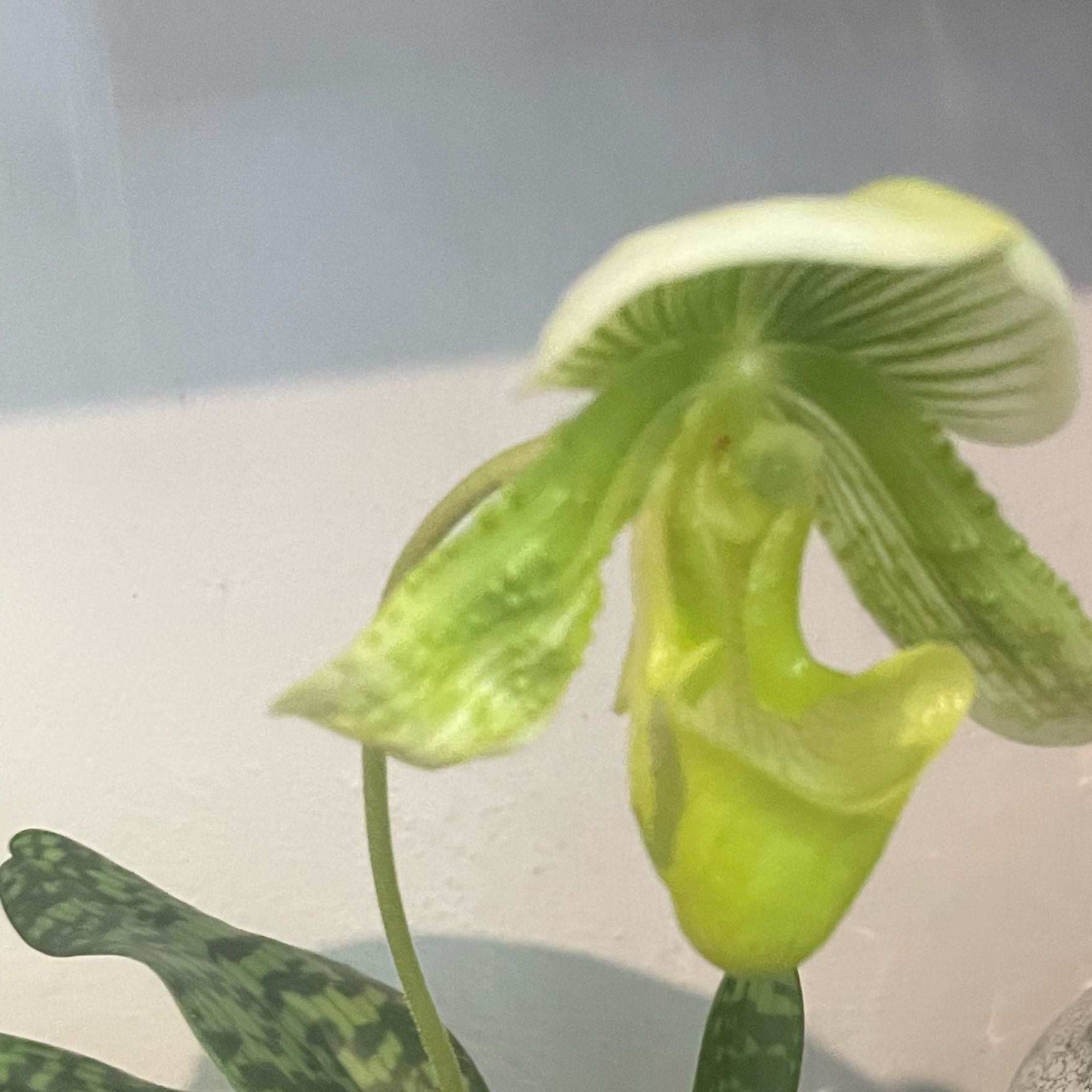 Photo of the plant species Venus Slipper by @SunnyPandaficus named Kobe on Greg, the plant care app