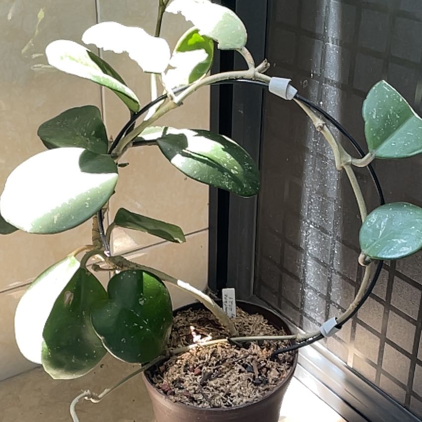 Splash Hoya Obovata plant in a pot with circular support structure, healthy leaves, visible soil.