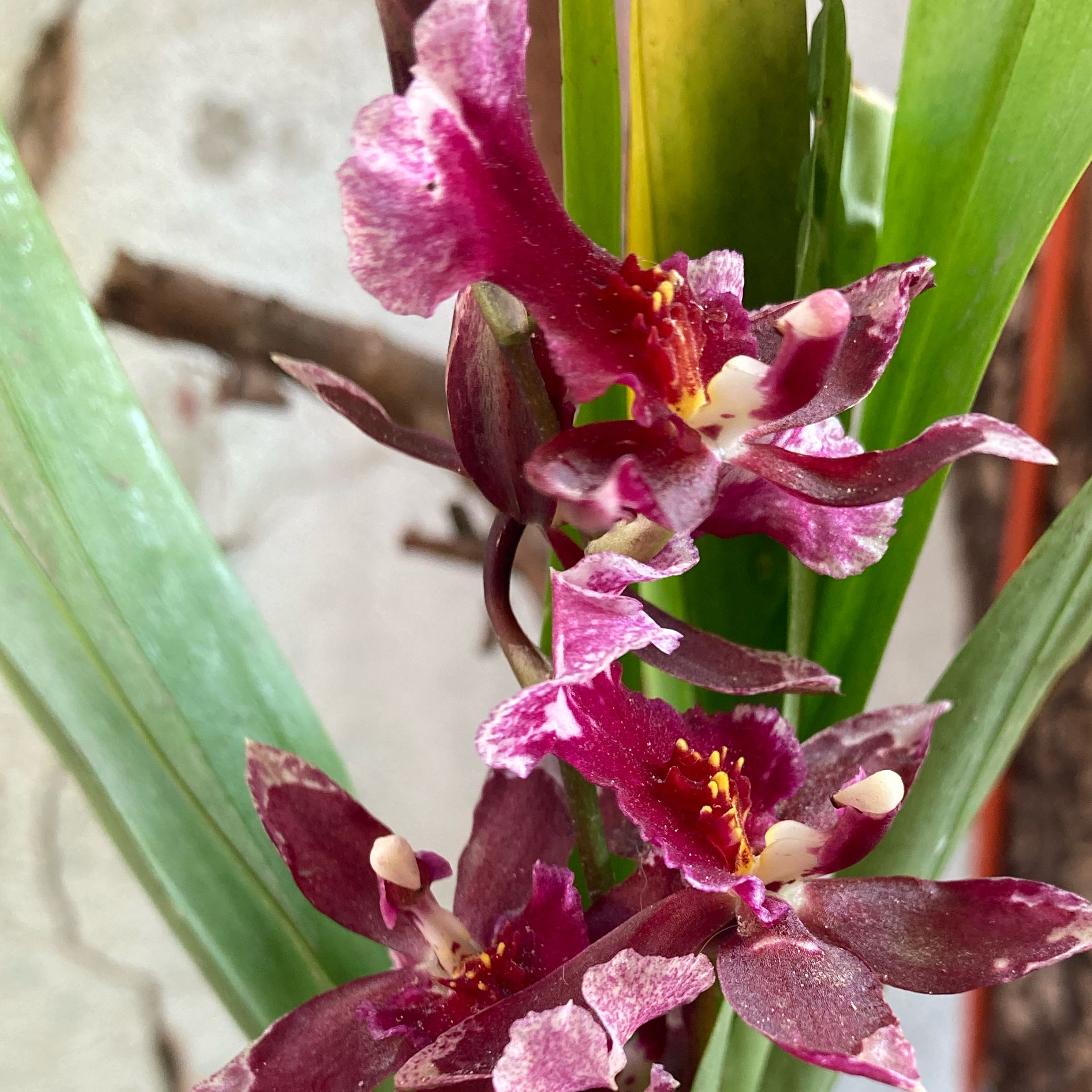 Oncidium sharry baby 'Sweet Fragrance' orchid with vibrant purple flowers.