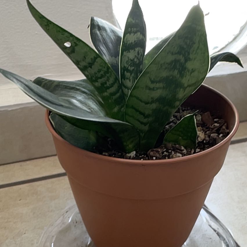 Photo of the plant species Silver Snake Plant by @SunnyPandaficus named Oscar on Greg, the plant care app
