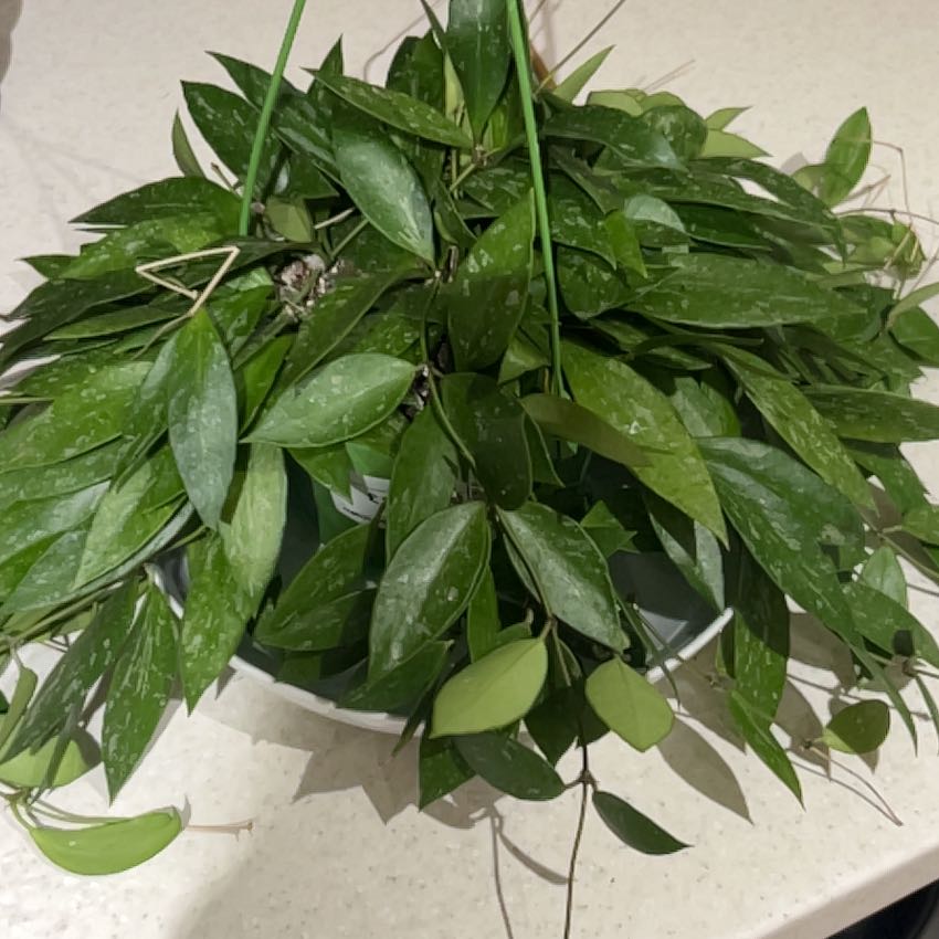 Photo of the plant species Hoya 'Memoria' by @StarryBlacksage named Rusta on Greg, the plant care app