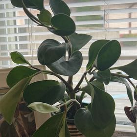 Photo of the plant species Jade Tree by @Jlrhodge named Coco on Greg, the plant care app