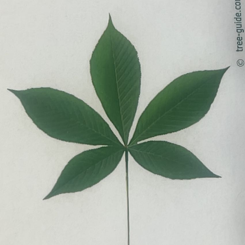 Photo of the plant species Bottlebrush Buckeye by @TopBittervetch named Naomi on Greg, the plant care app