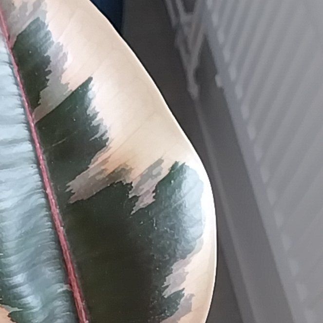 Photo of the plant species Ruby Rubber by @CalmSeacampion named Harmony on Greg, the plant care app