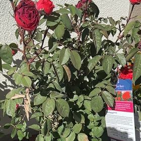 Plant care for True Delight Rose on Greg, the plant care app