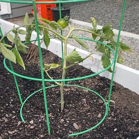 Photo of the plant species Tomato by @HeroWildcarrot named Achilles on Greg, the plant care app