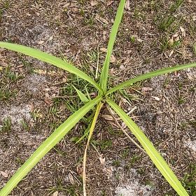 Photo of the plant species Wild Sugarcane by @AmusingFicus named Kardashian on Greg, the plant care app
