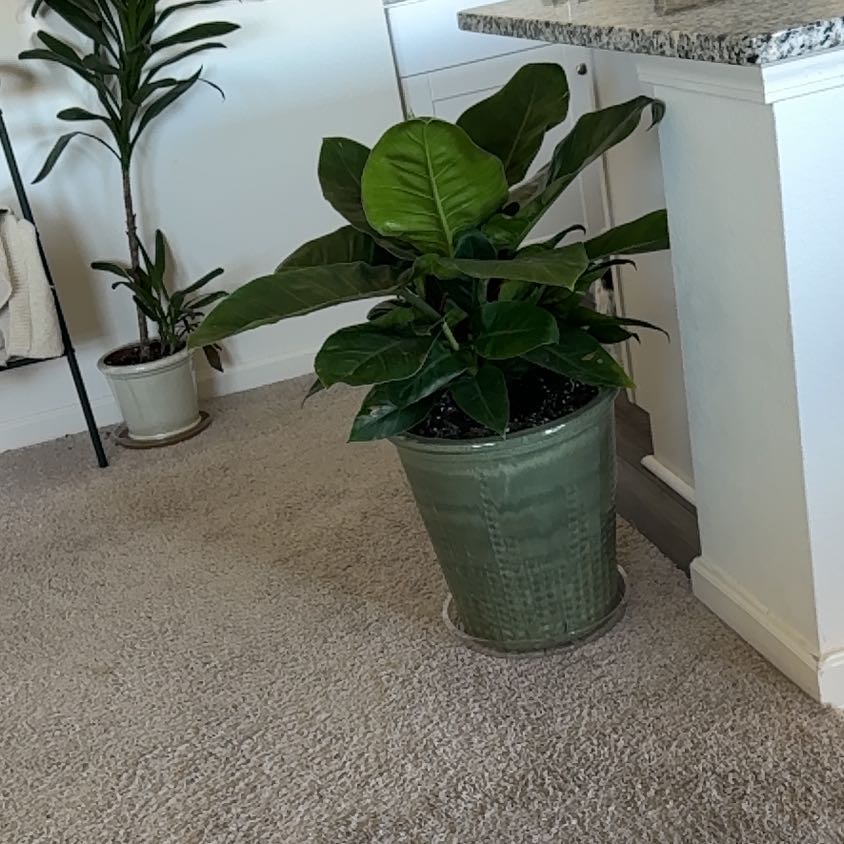 Photo of the plant species Philodendron Princess by @Mamapothos named Sproutacus on Greg, the plant care app