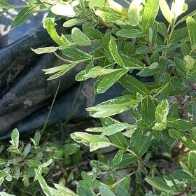 Photo of the plant species Flamingo Dappled willow by @CalmAmurcherry named Luna on Greg, the plant care app