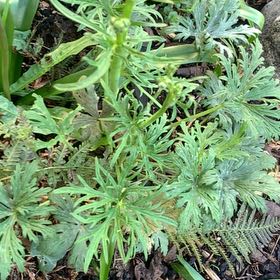 Photo of the plant species Monkshood by @ZealFriarscowl named Elle on Greg, the plant care app
