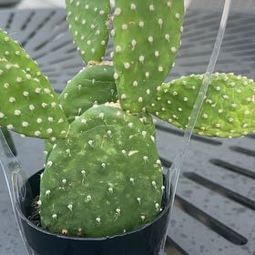 Photo of the plant species Opuntia 'Mona Lisa' by @AnewGumbolimbo named Ronaldo on Greg, the plant care app