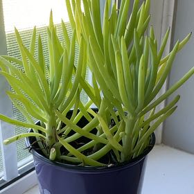 Photo of the plant species Senecio vitalis by @AnewGumbolimbo named Scarlett on Greg, the plant care app