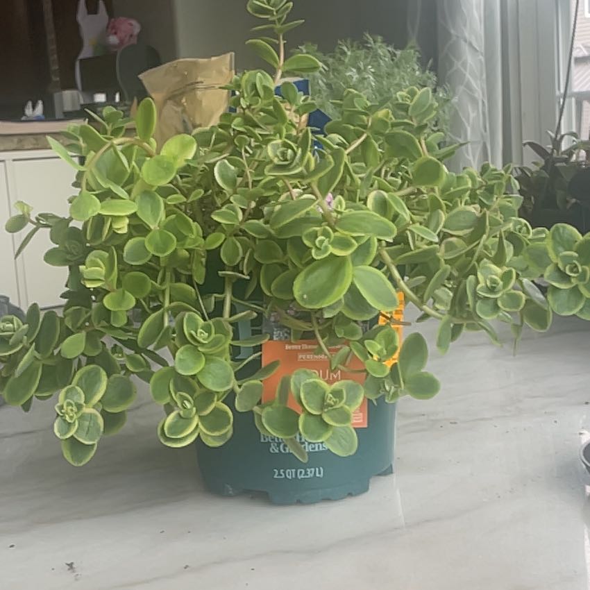 Photo of the plant species sedum by @AnewGumbolimbo named Dax on Greg, the plant care app