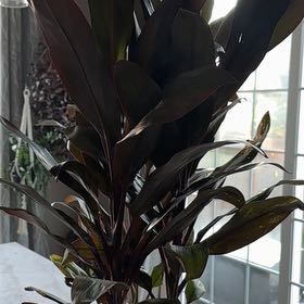 Photo of the plant species Cordyline 'Tango' by @AnewGumbolimbo named Curie on Greg, the plant care app