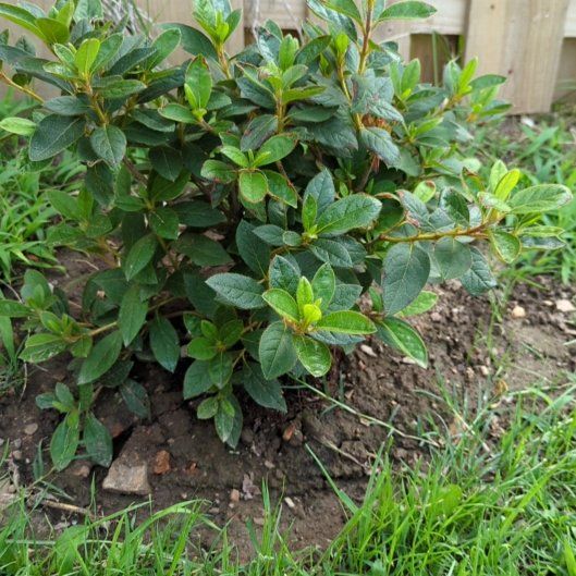 Photo of the plant species Encore Azalea Autumn Twist by @ExactHindurope named Terra on Greg, the plant care app