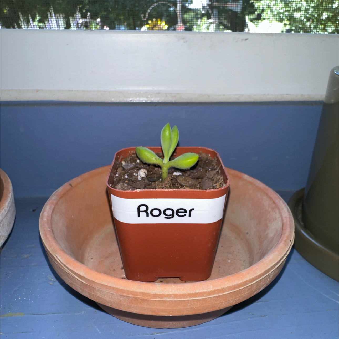 Crassula rogersii plant in a labeled pot with visible soil, well-framed and in focus.