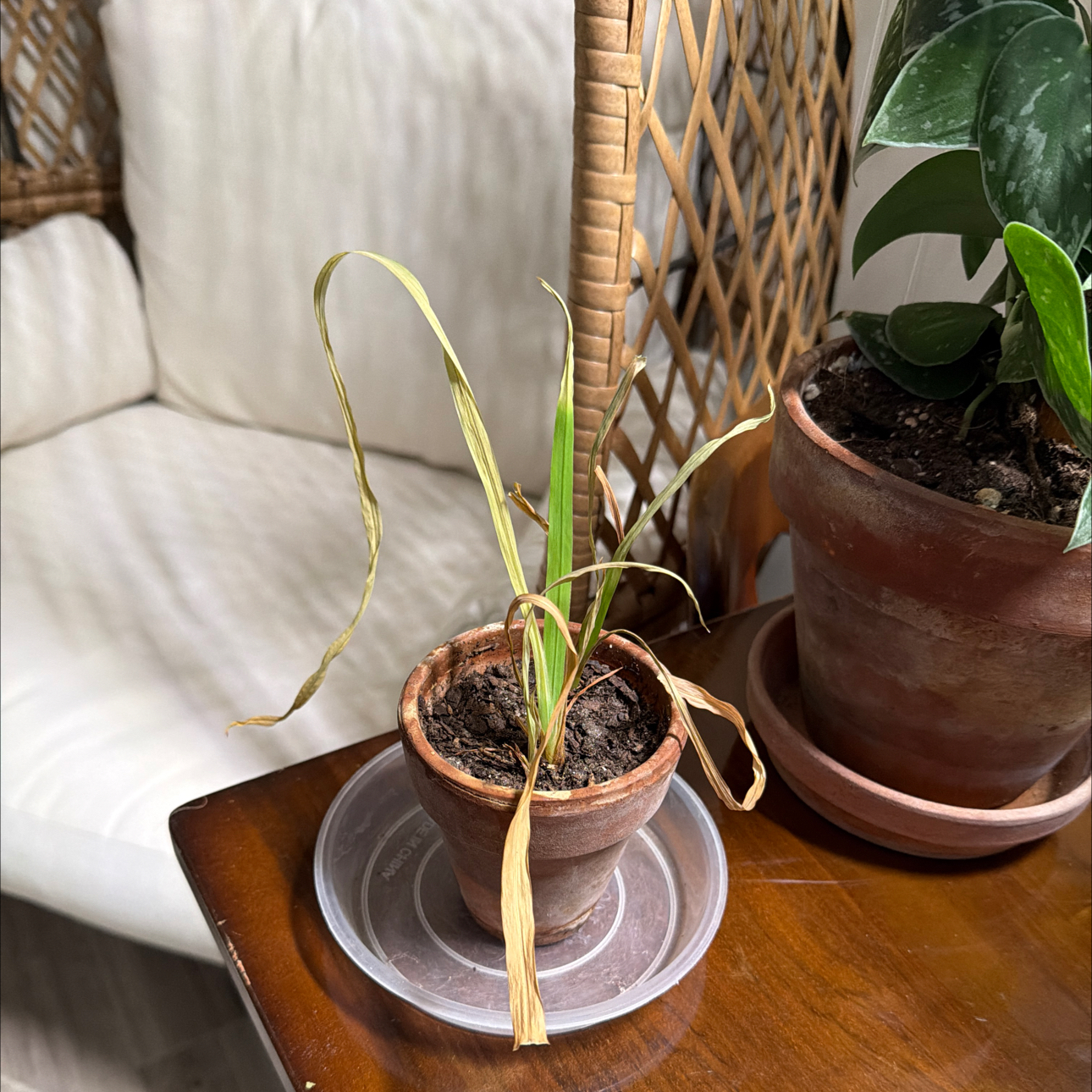 Photo of the plant species Walking Iris by @EnchantedOasis named Zeus on Greg, the plant care app