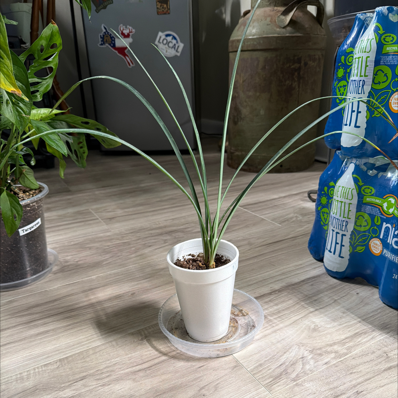 Photo of the plant species Hell Flower by @EnchantedOasis named Peter Parker on Greg, the plant care app