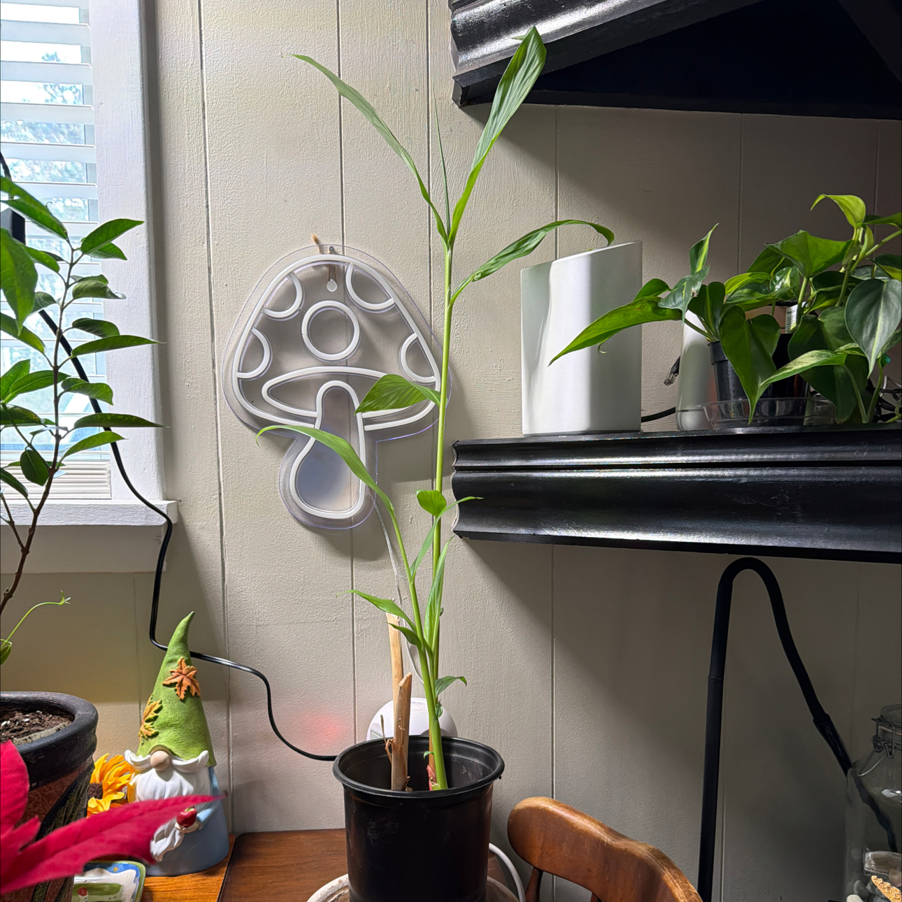 Photo of the plant species Ginger Lily by @EnchantedOasis named Delilah on Greg, the plant care app