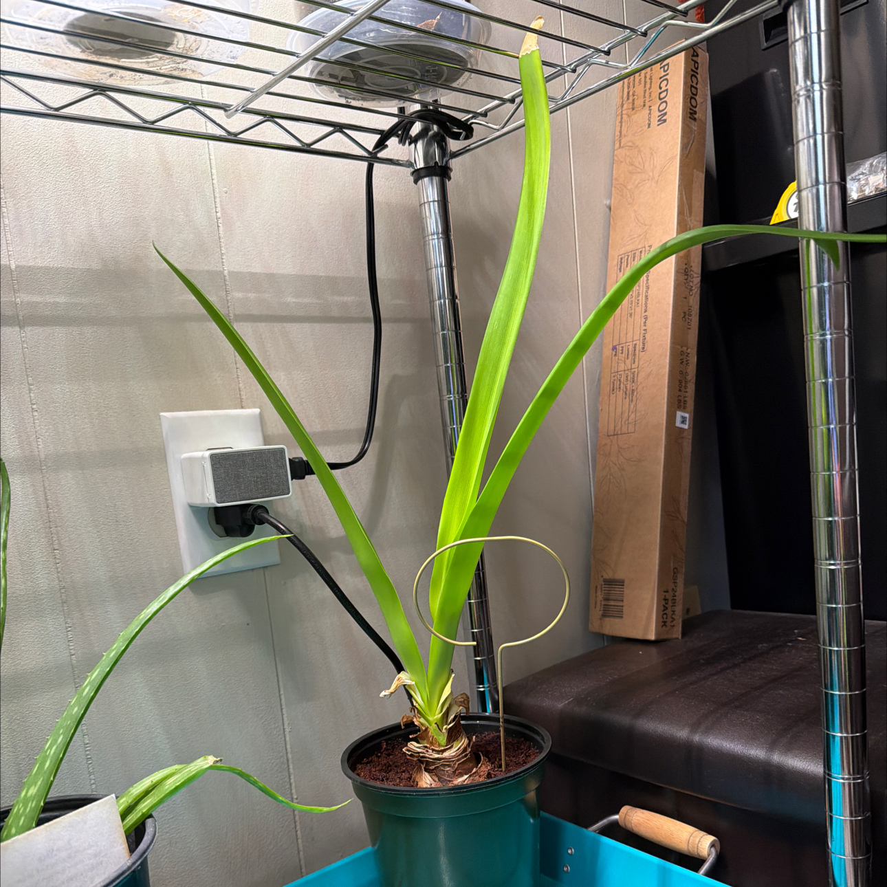 Photo of the plant species Amaryllis by @EnchantedOasis named Apple Blossom on Greg, the plant care app