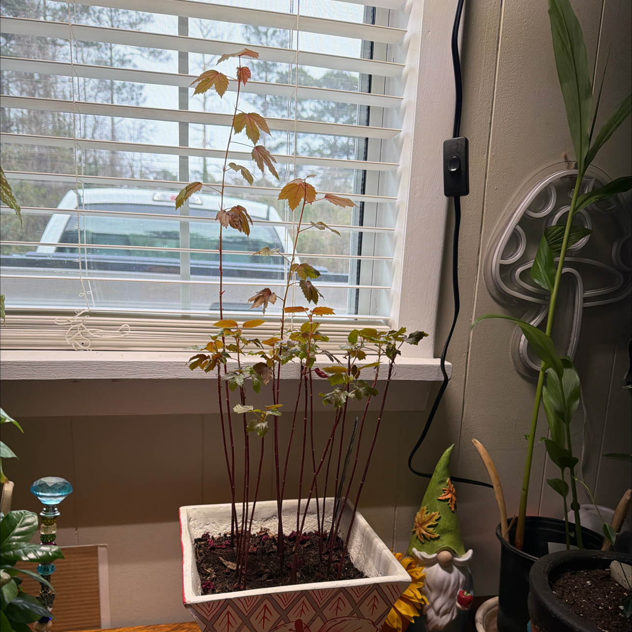 Photo of the plant species Hibiscus acetosella by @EnchantedOasis named Doja Cat on Greg, the plant care app